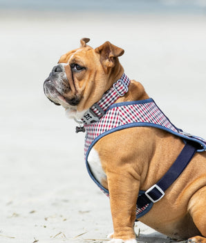 Fabric Dog Collar - Checkered Navy and Red Lifestyle