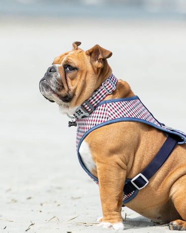Fabric Dog Collar - Checked Navy and Red Lifestyle