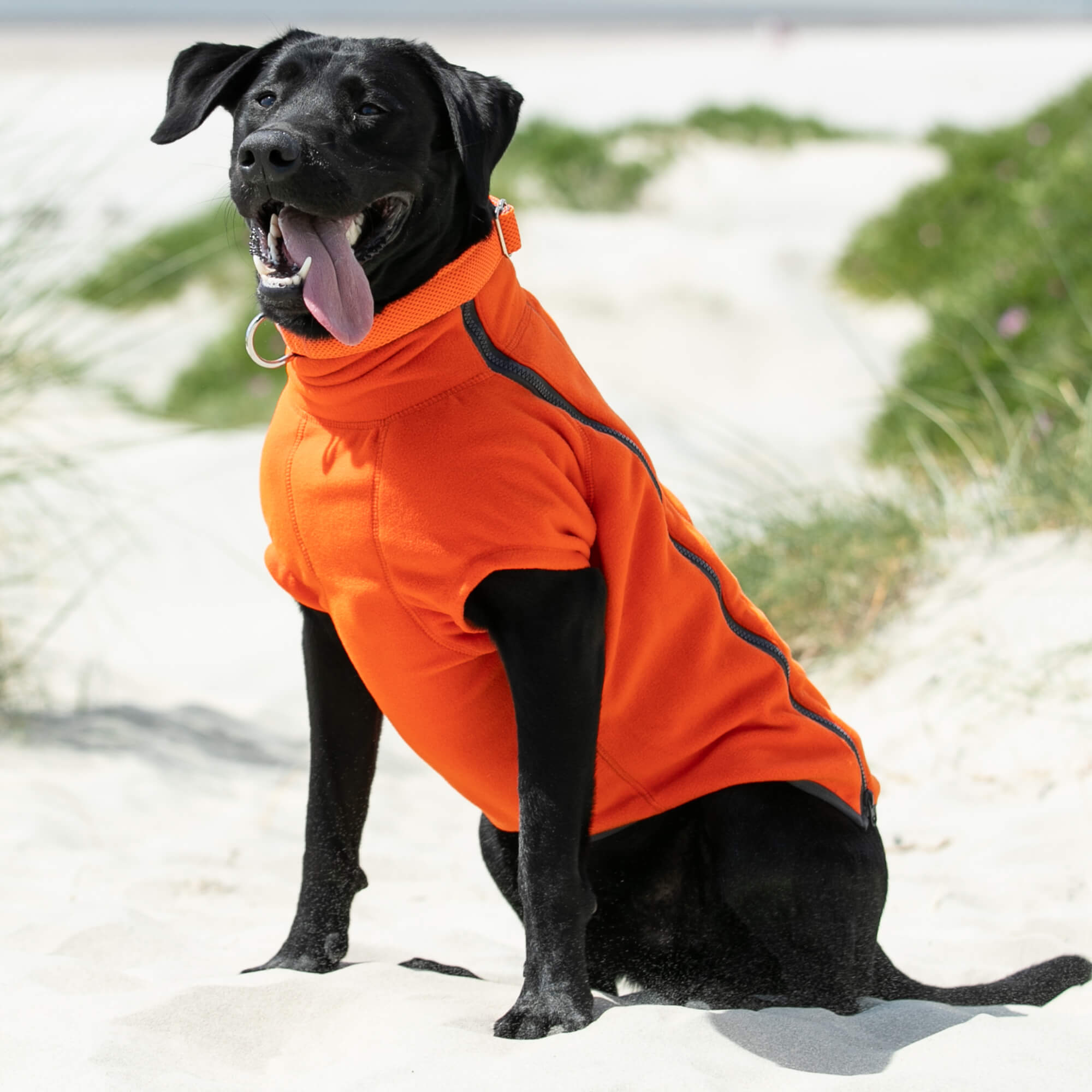 Orange dog coat hotsell