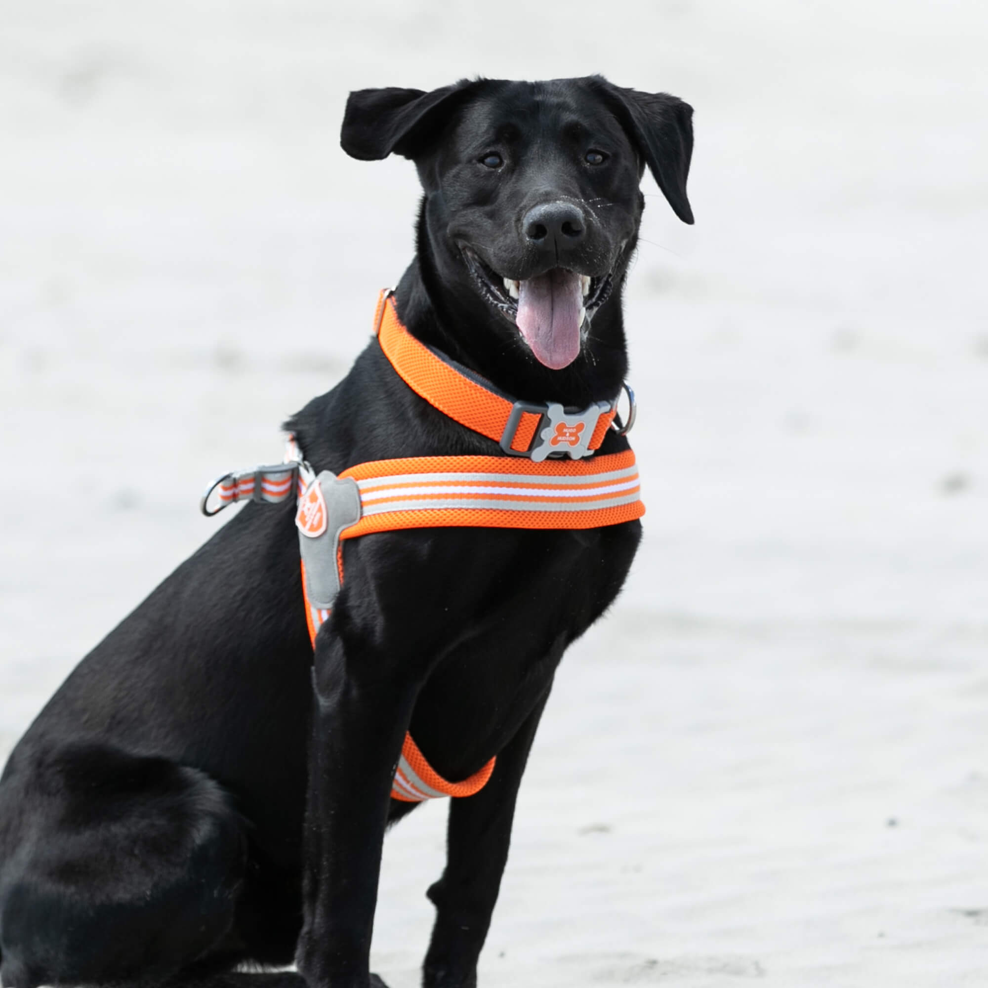 Orange Easy Walk Dog Harness