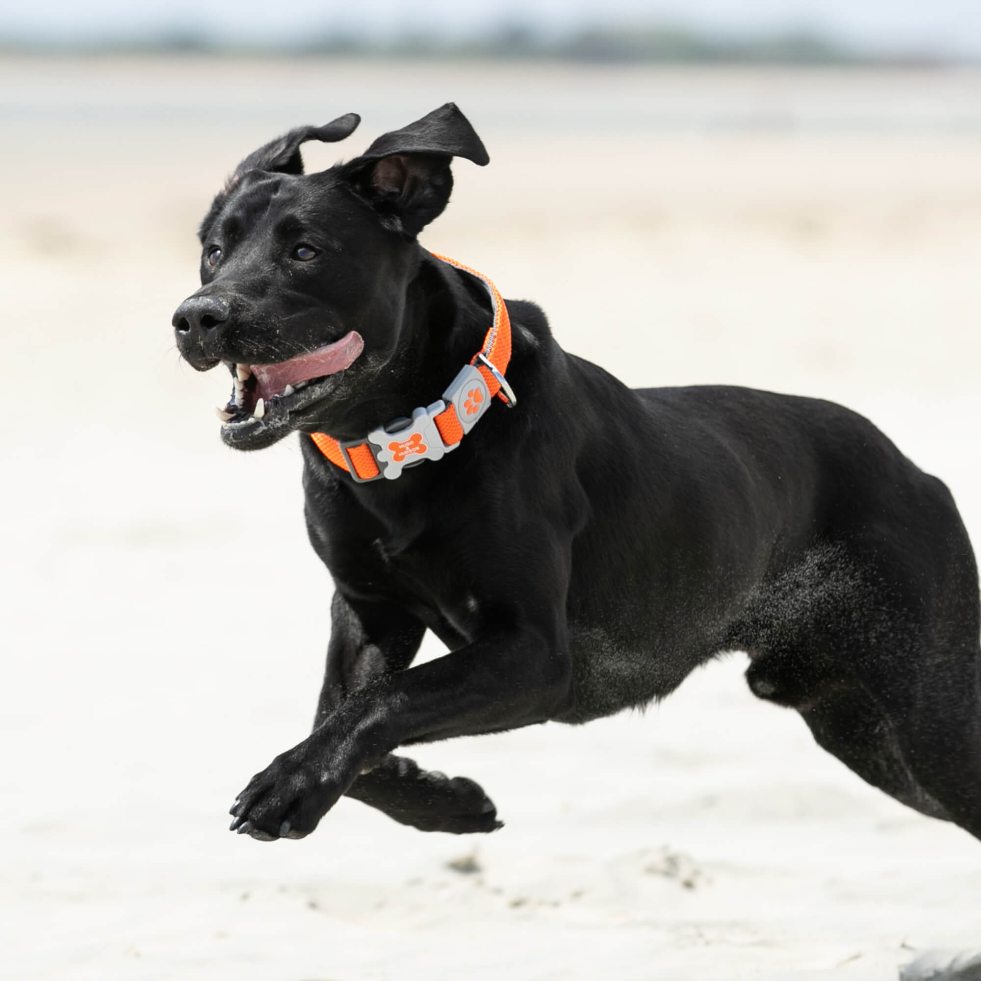 Orange Mesh Dog Collar