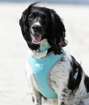 Mesh Dog Collar - Aqua Lifestyle