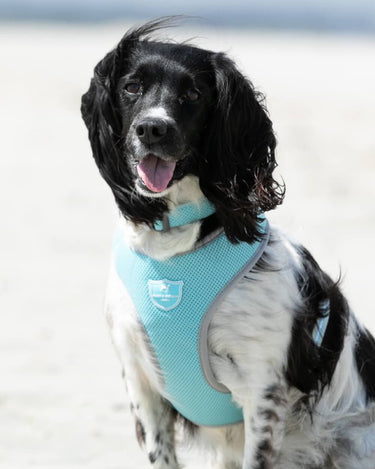 Mesh Dog Collar - Aqua Lifestyle