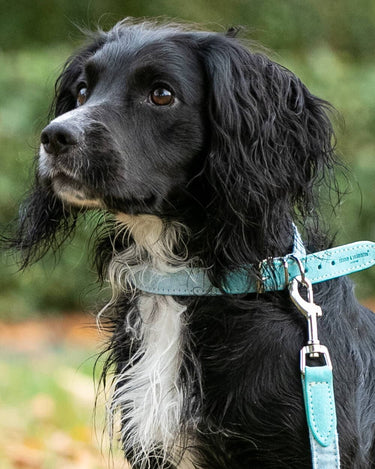 Fabric and Suede Leather Dog Collar - Light Blue Lifestyle