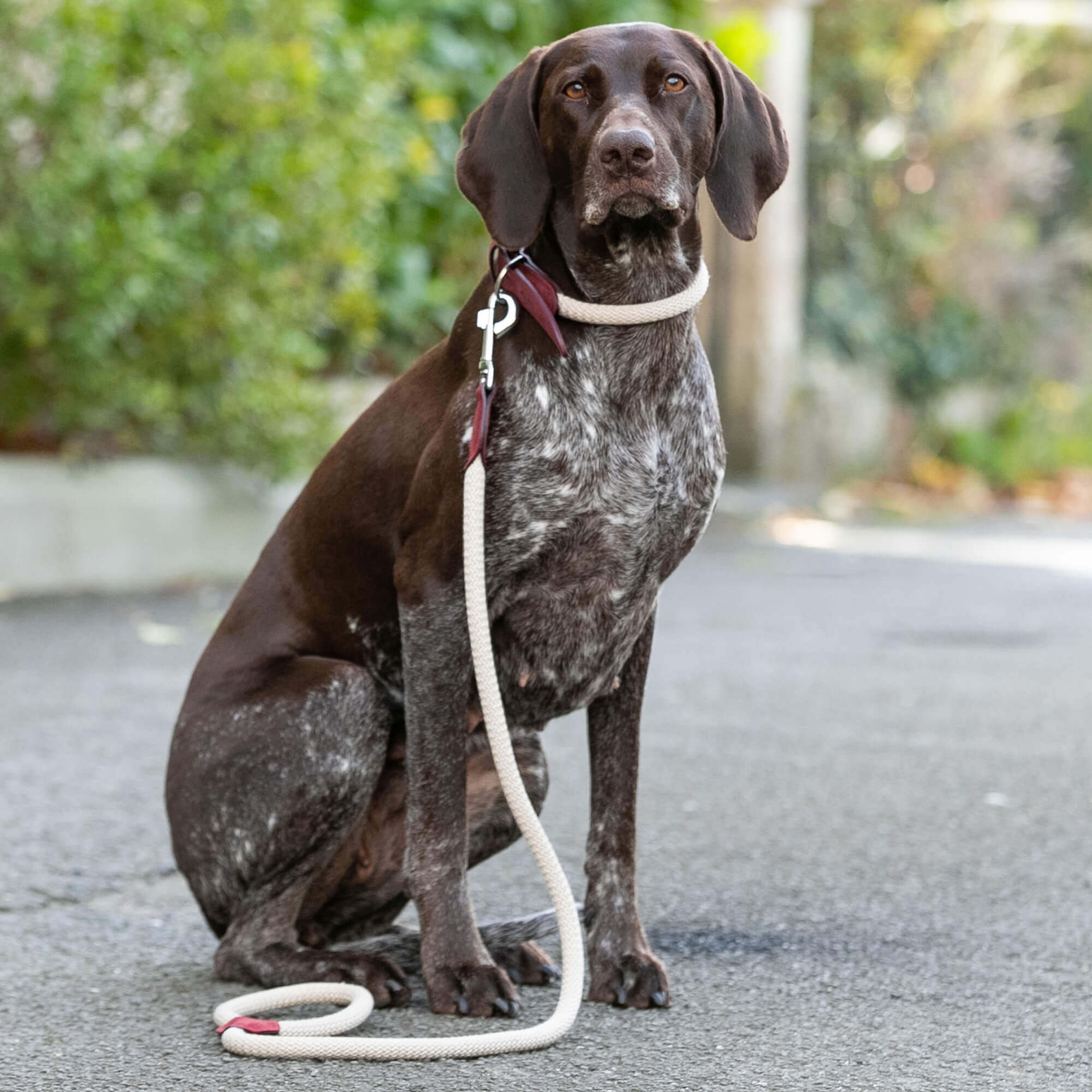 Burgundy Rope and Leather Dog Collar and Lead