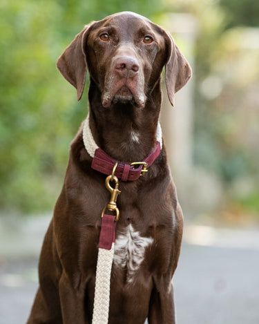 Flat Rope and Leather Dog Lead - Burgundy Lifestyle