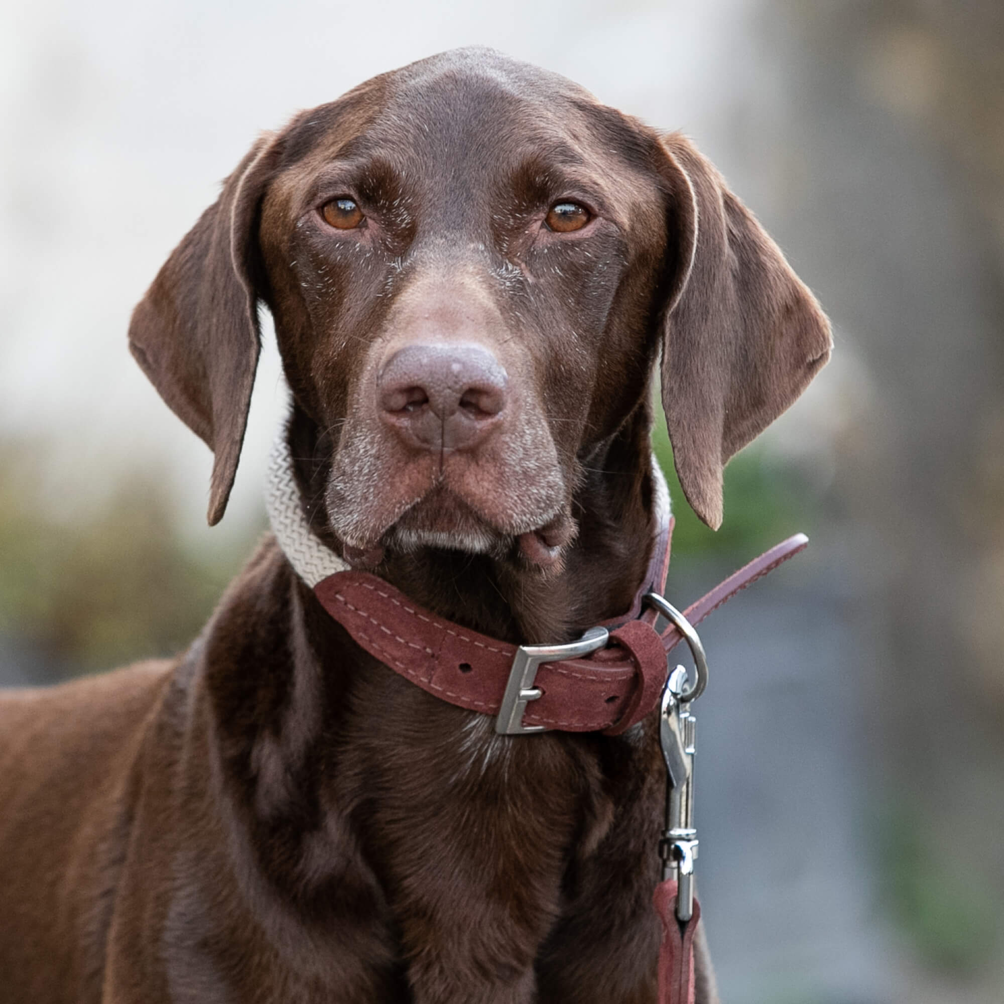 Rope and Suede Leather Dog Collar Brown Hugo Hudson London