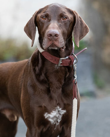 Rope and Suede Leather Dog Lead - Brown Lifestyle