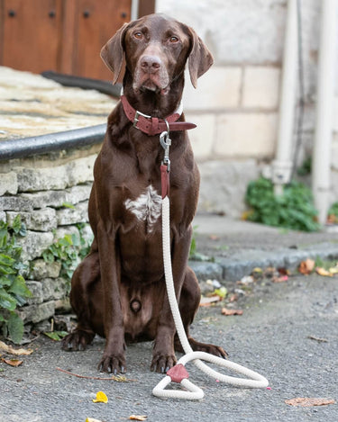 Rope and Suede Leather Dog Lead - Brown Lifestyle