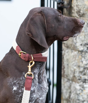 Flat Rope and Leather Dog Collar - Brown Lifestyle