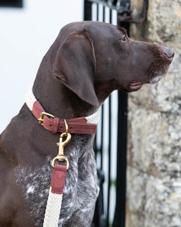 Flat Rope and Leather Dog Collar - Brown Lifestyle