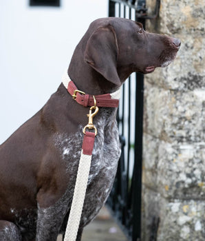Flat Rope and Leather Dog Lead - Brown Lifestyle