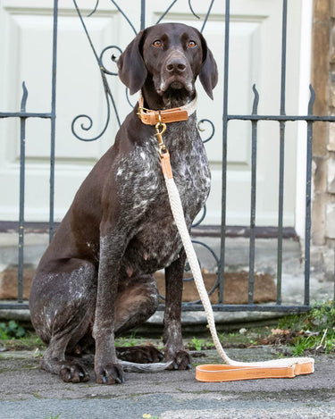 Flat Rope and Leather Dog Lead - Tan Lifestyle