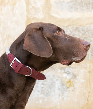 Rope and Leather Dog Collar - Burgundy Lifestyle