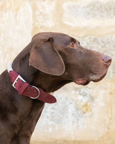 Rope and Leather Dog Collar - Burgundy Lifestyle