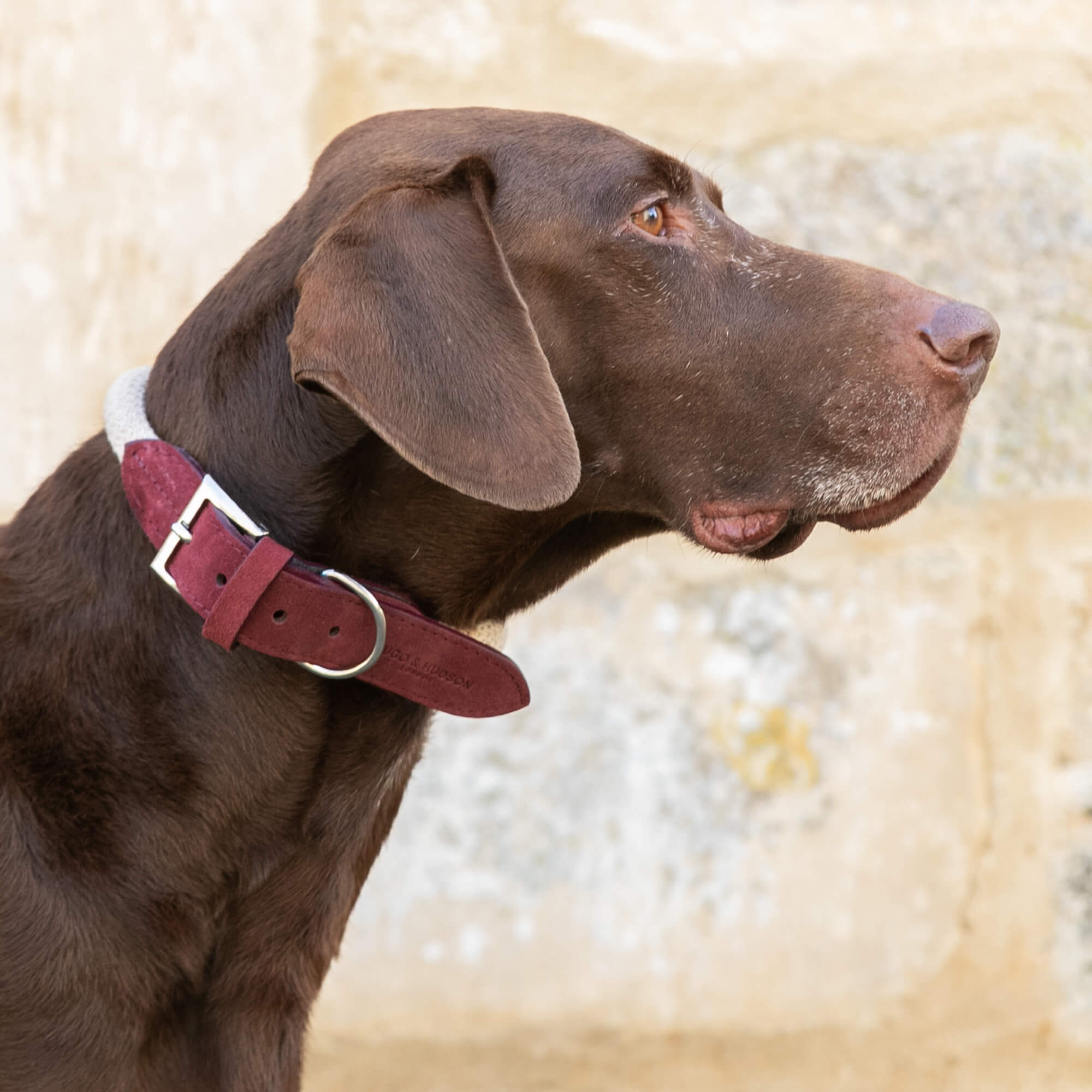 Burgundy Rope and Leather Dog Collar