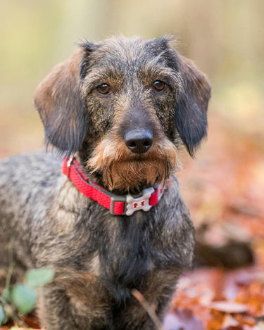 Mesh Dog Collar - Red Lifestyle