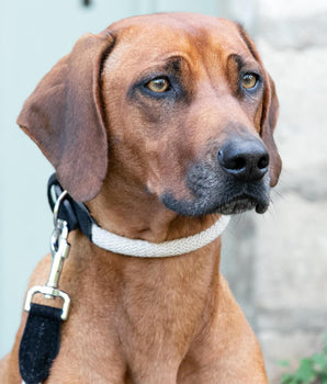 Rope and Suede Leather Dog Collar - Black Lifestyle