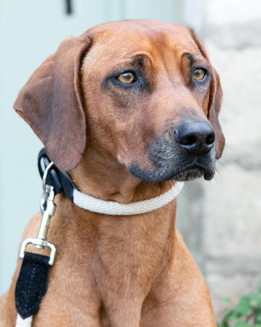 Rope and Suede Leather Dog Collar - Black Lifestyle