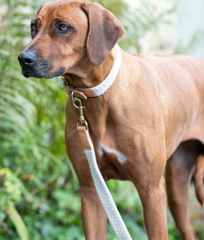 Flat Rope and Leather Dog Lead - Tan Lifestyle