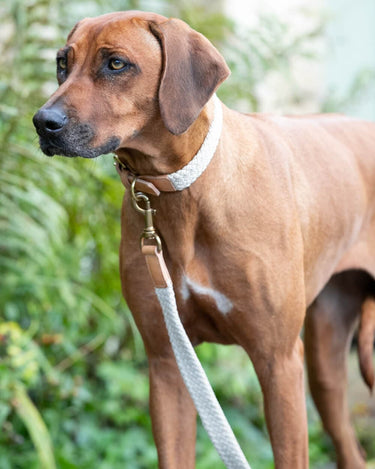 Flat Rope and Leather Dog Lead - Tan Lifestyle