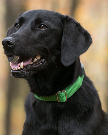 Mesh Dog Collar - Green Lifestyle
