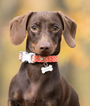 Fabric Dog Collar - Orange Geometric Lifestyle