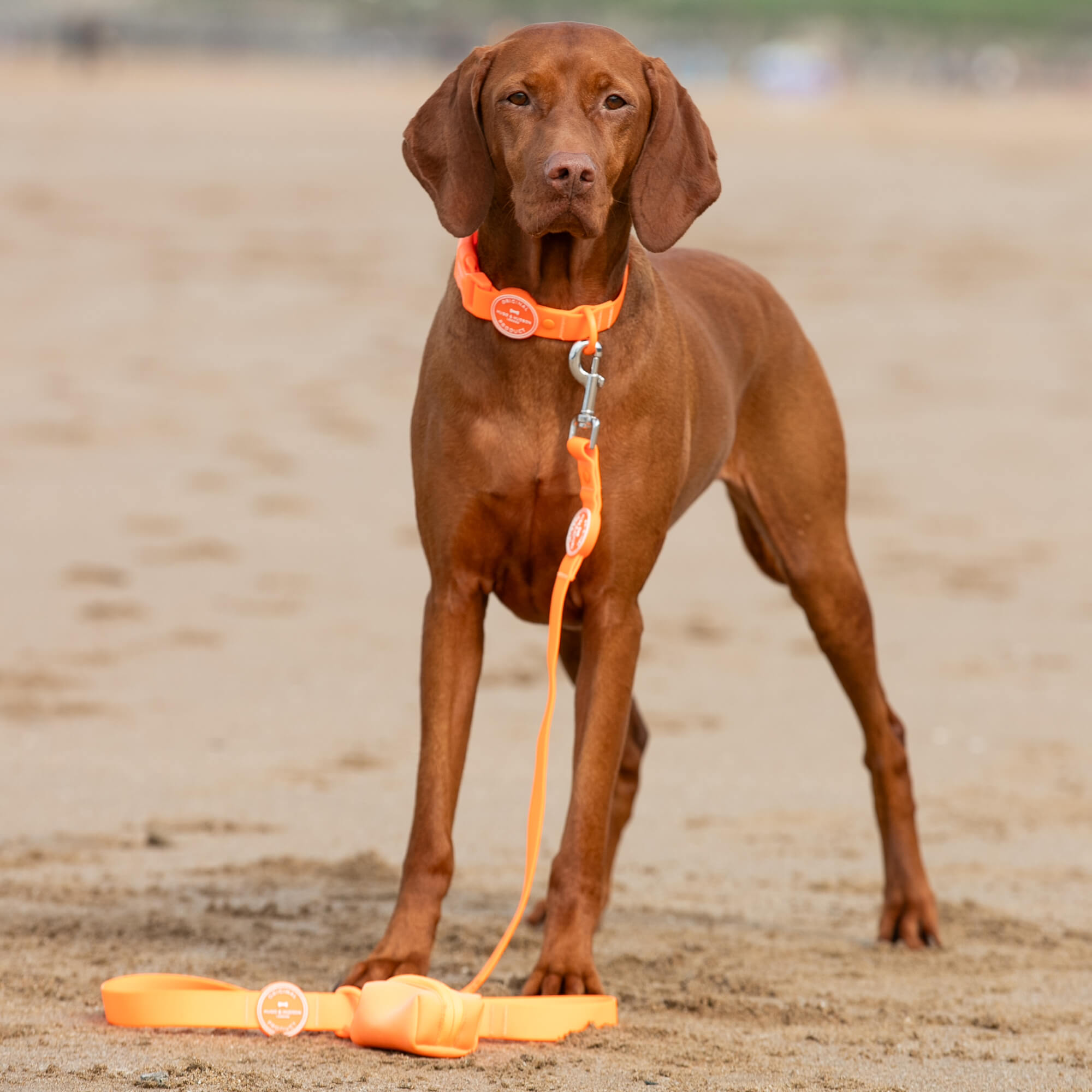 Orange Waterproof Dog Collar