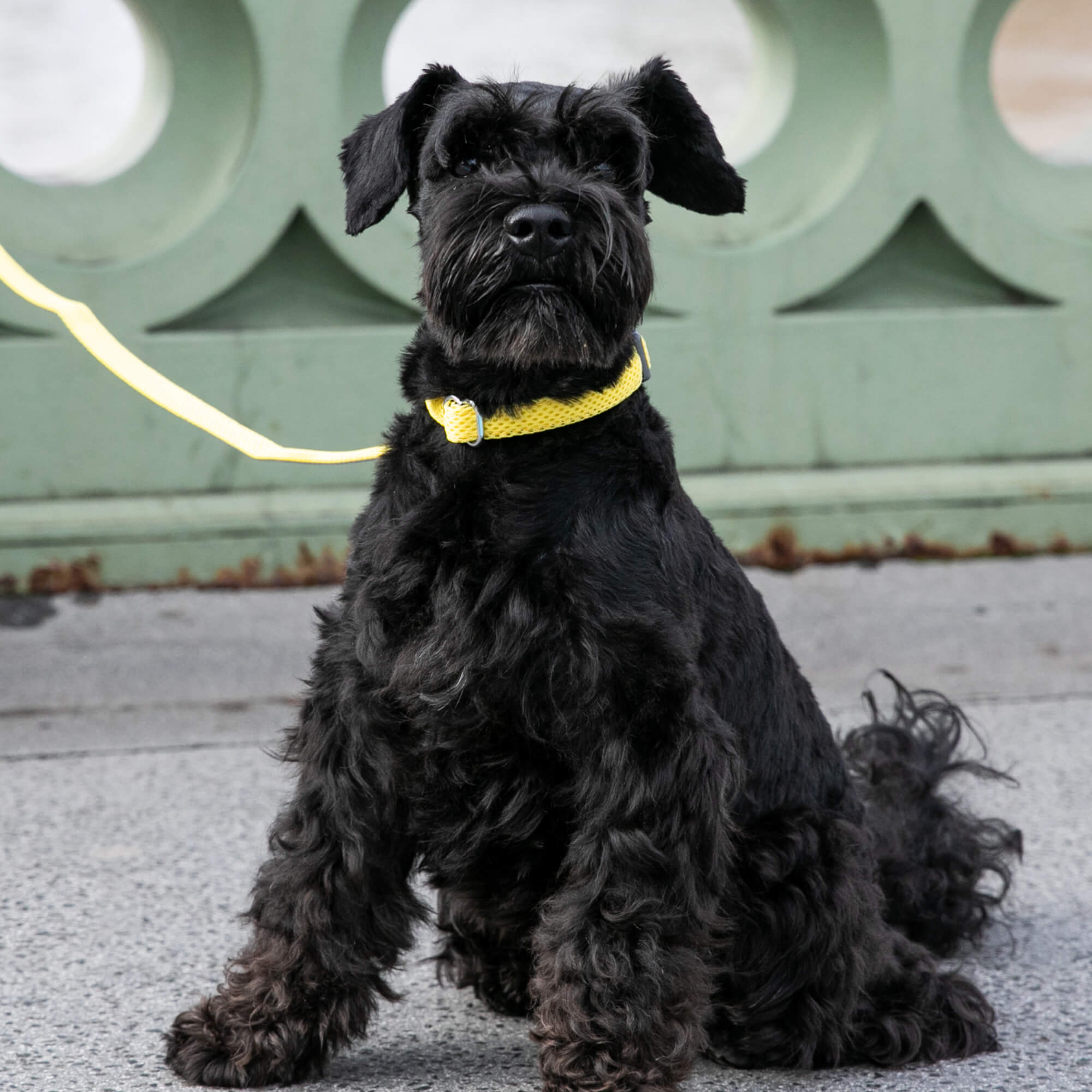 Yellow Mesh Dog Collar