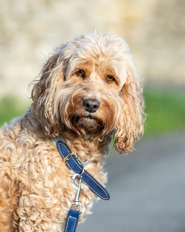 Fabric and Suede Leather Dog Collar - Blue Lifestyle