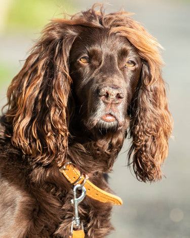 Fabric and Suede Leather Dog Collar - Orange Lifestyle