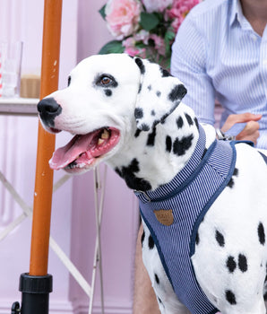 Fabric Dog Collar - Striped Navy Lifestyle