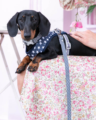 Fabric Dog Lead - Navy Star Lifestyle