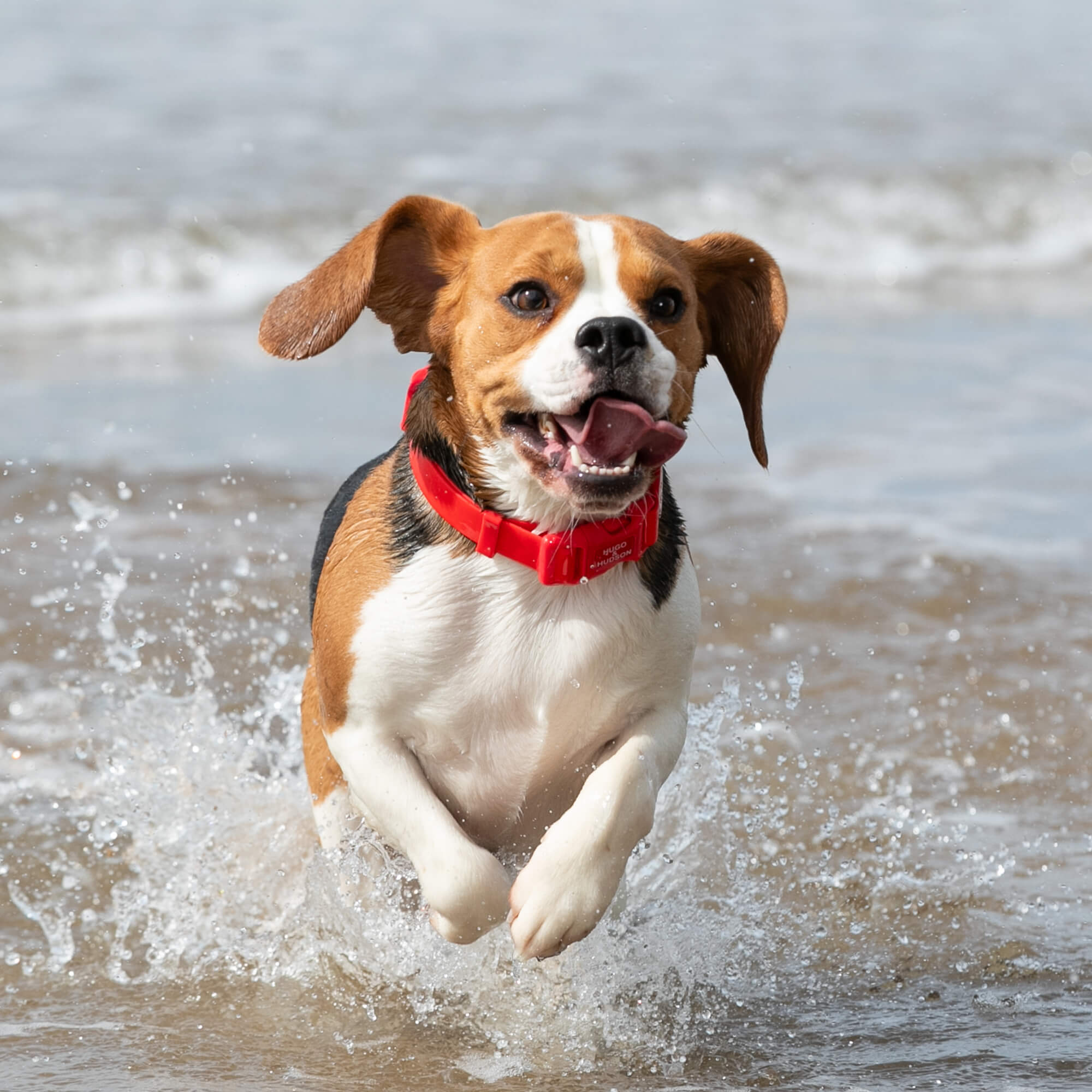 Red Waterproof Dog Collar
