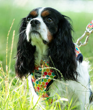 Fabric Dog Collar - Geometric Multi-colour Lifestyle