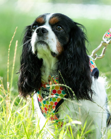 Fabric Dog Collar - Geometric Multi-color Lifestyle