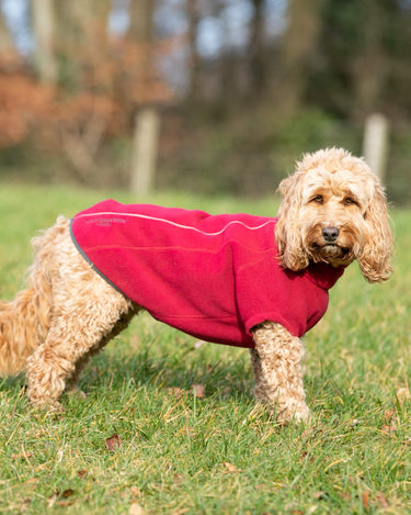 Dog burgundy jacket hotsell