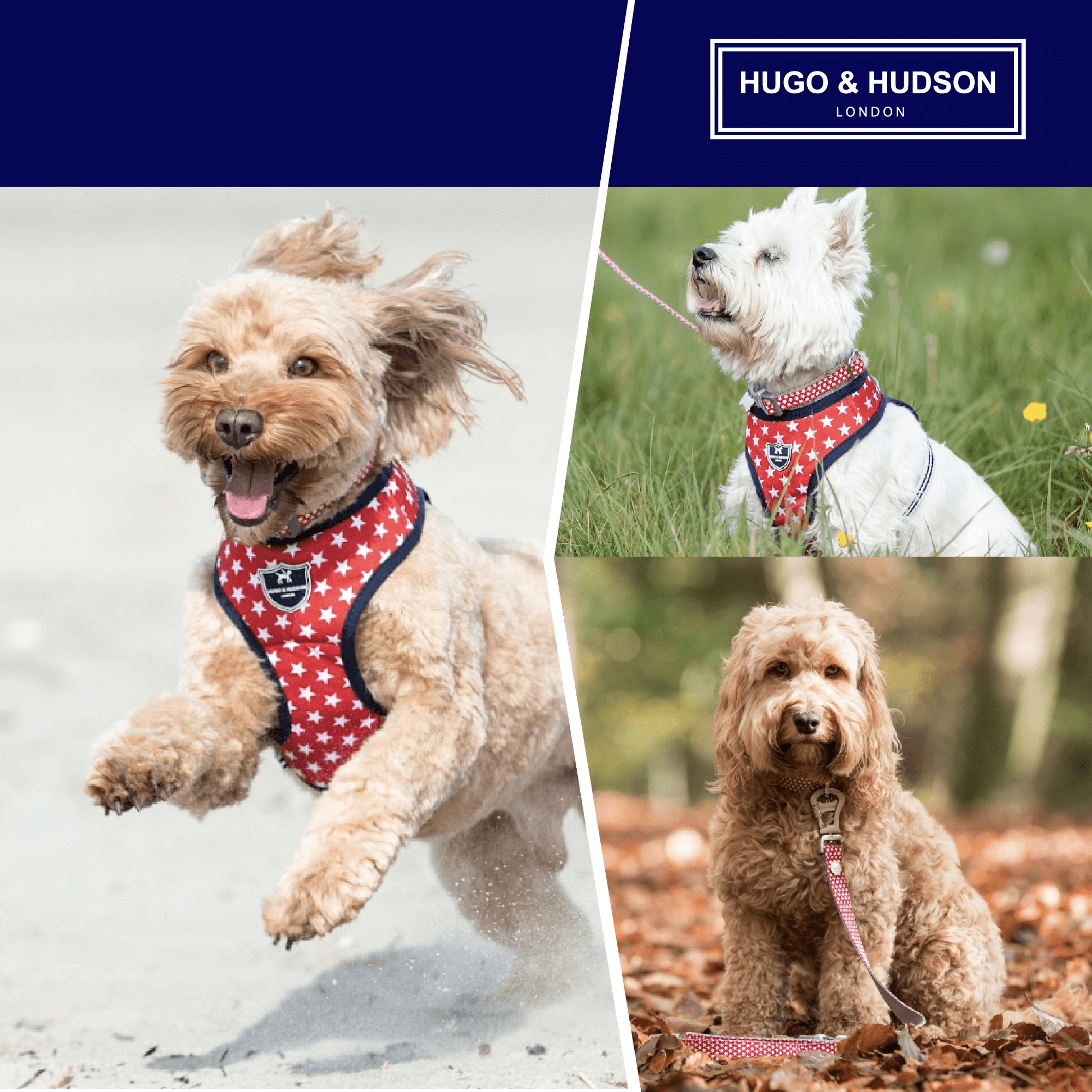 Dog collar lead and harness outlet set