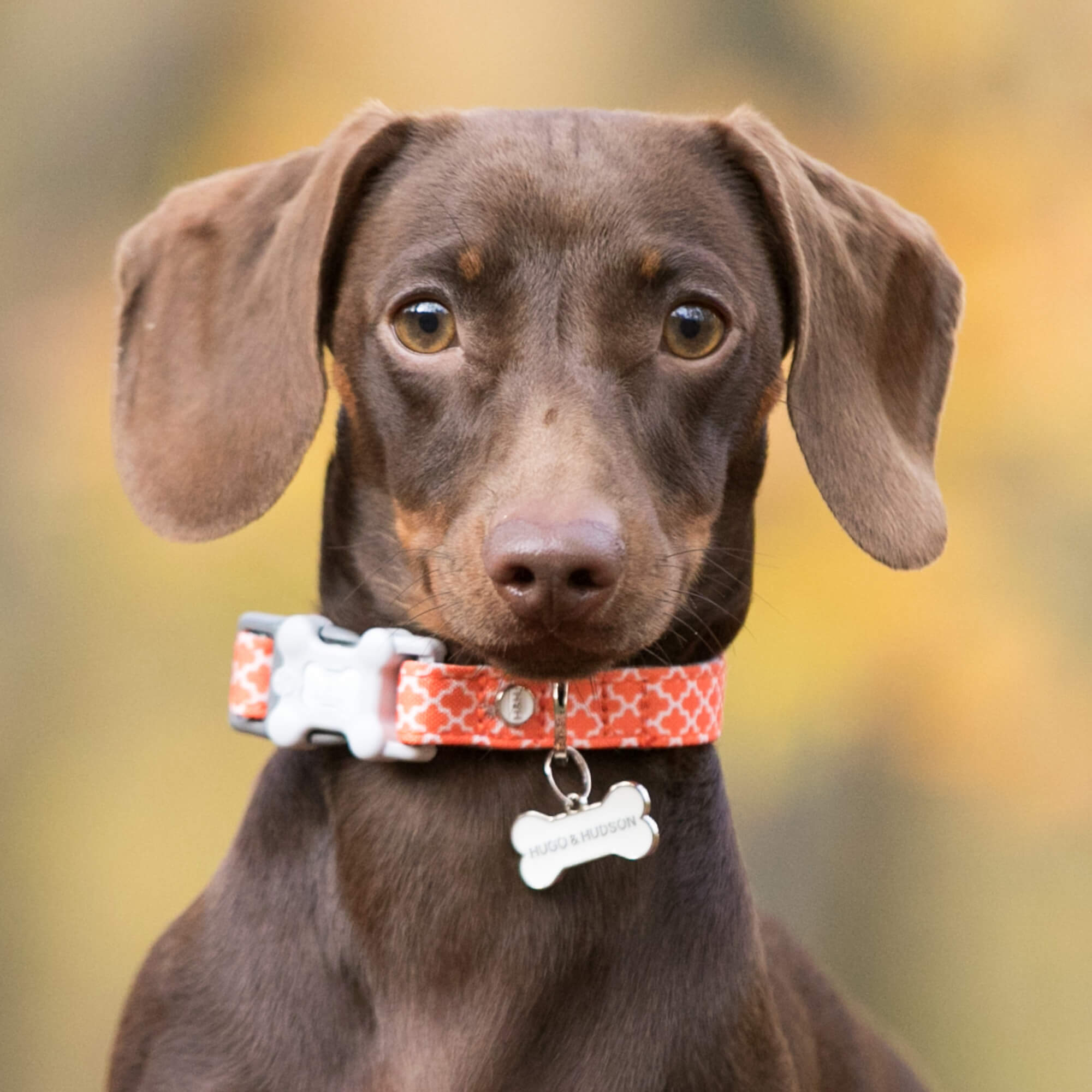 Orange Geometric Fabric Dog Collar