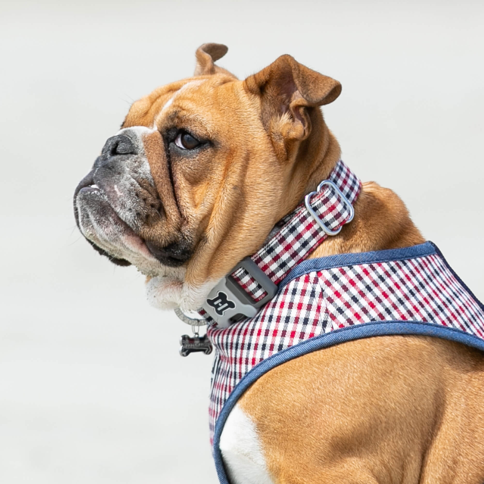 Navy and Red Fabric Dog Collar