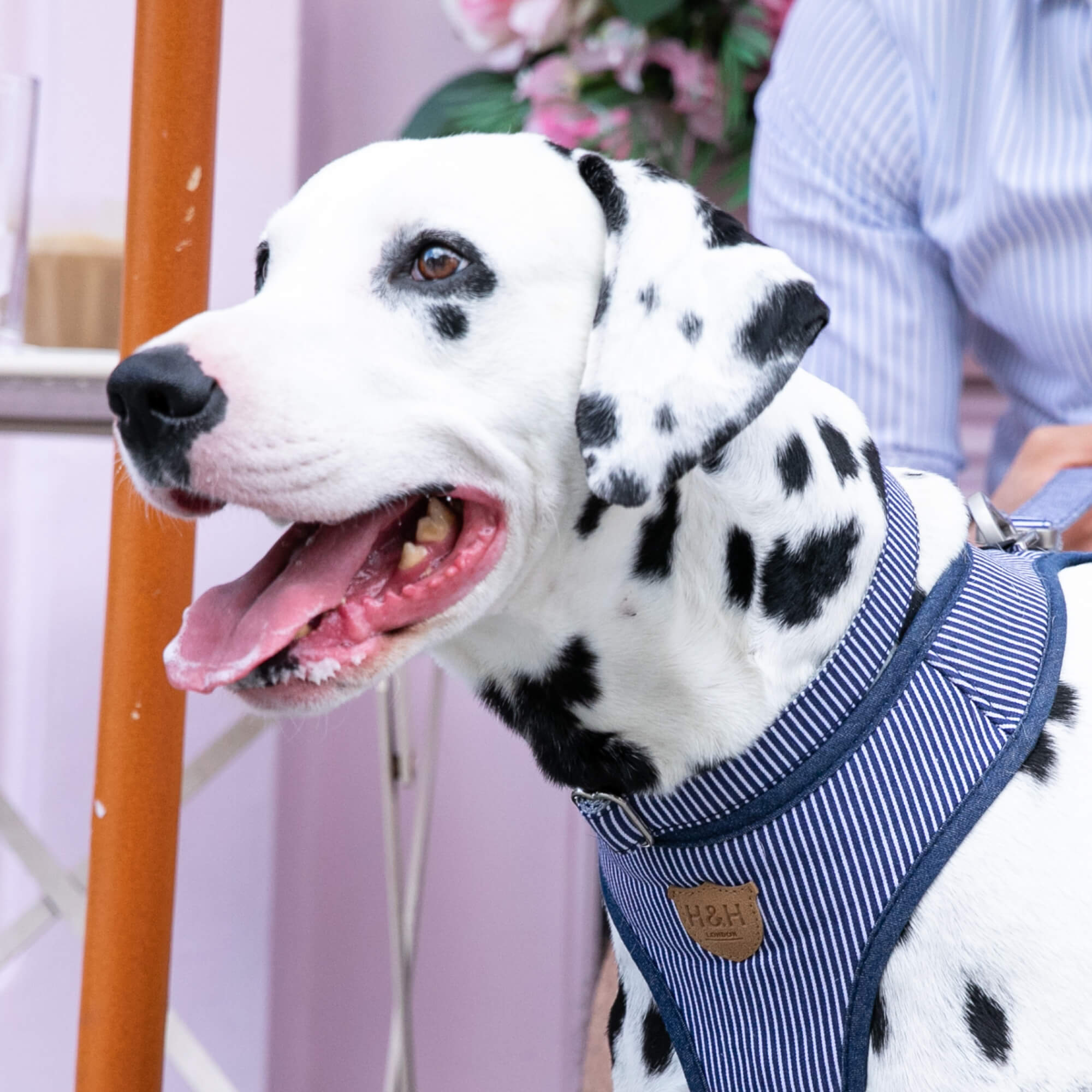 Navy Striped  Fabric Dog Collar