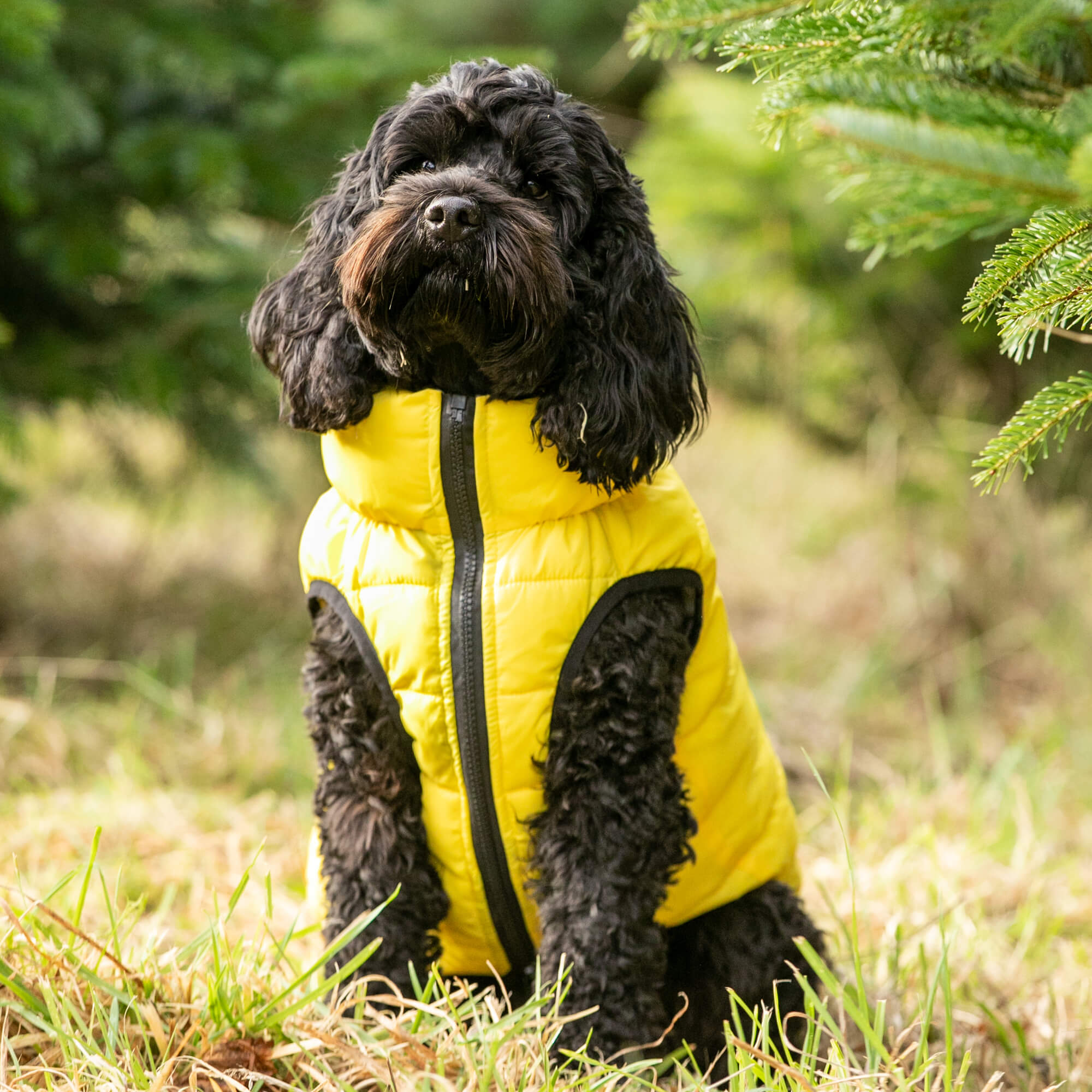 Yellow and Grey Reversible Dog Puffer Jacket