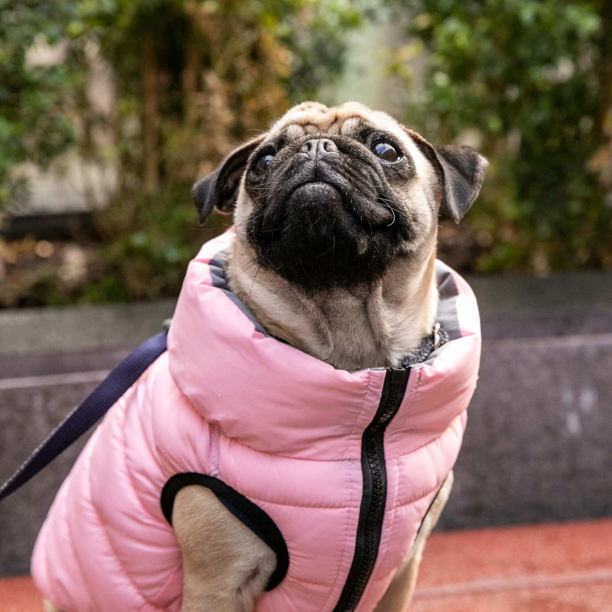 Light Pink and Grey Reversible Dog Puffer Jacket