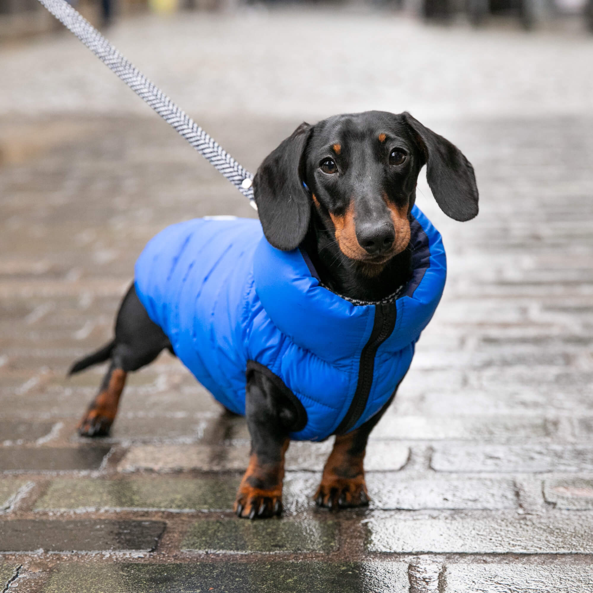 Blue and Navy Reversible Dog Puffer Jacket