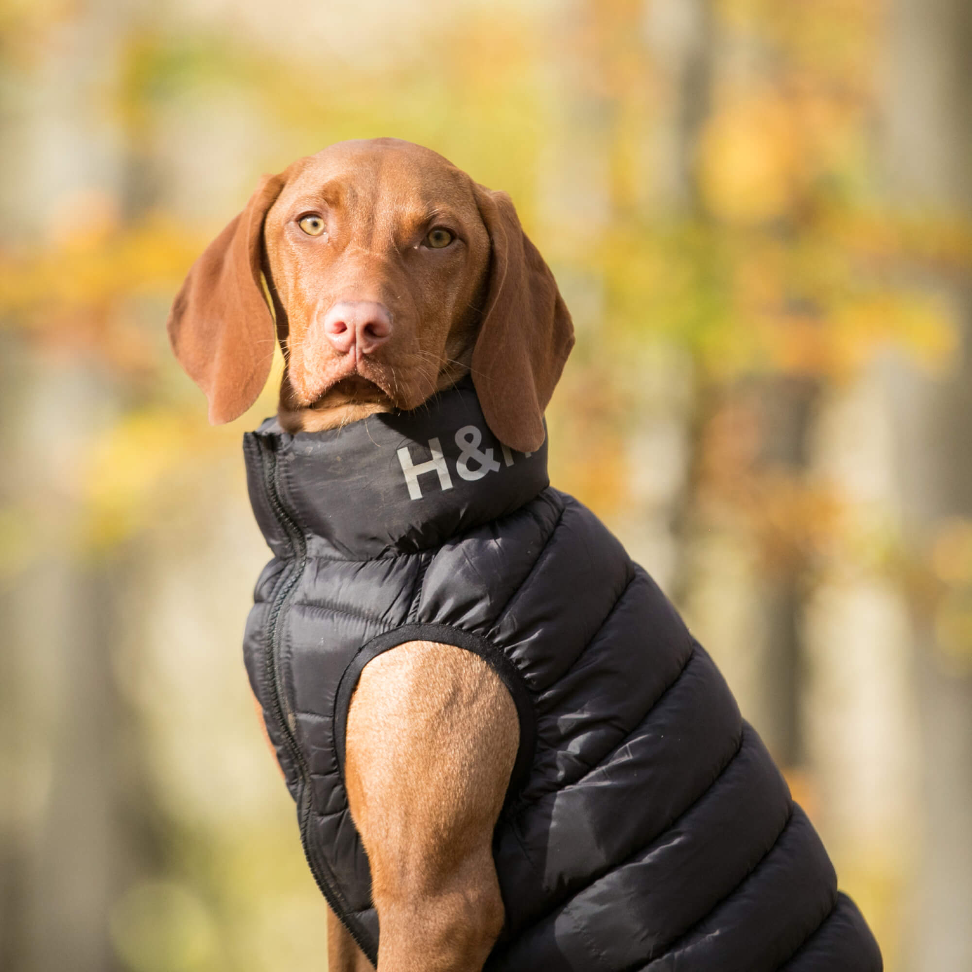 Black and Grey Reversible Dog Puffer Jacket