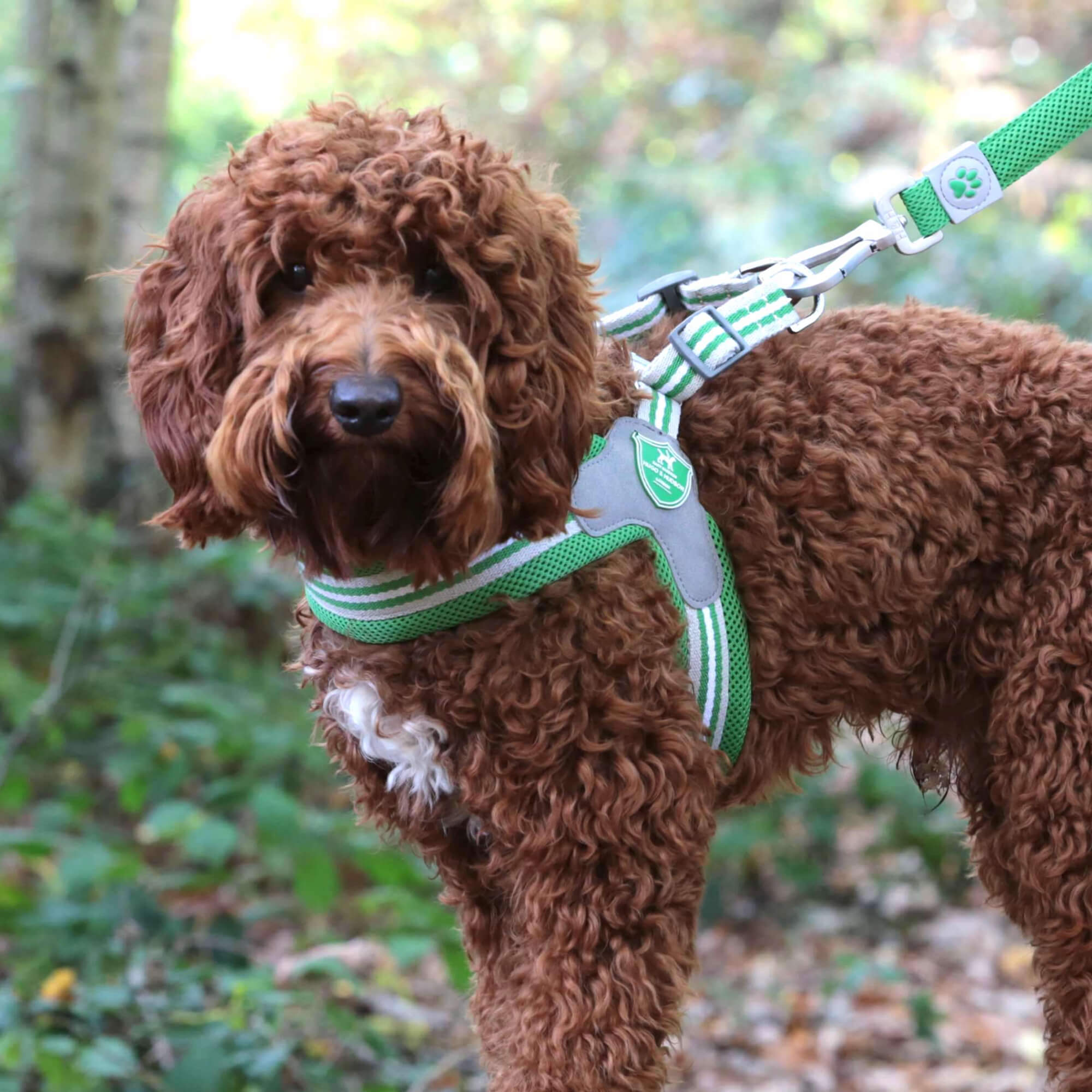 Green Easy Walk Dog Harness